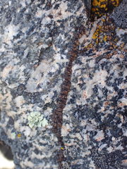 Rhizocarpales