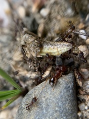 Pheidole pilifera
