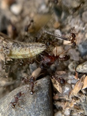 Pheidole pilifera