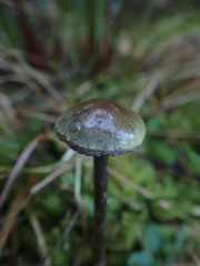 Thaxterogaster rhipiduranus