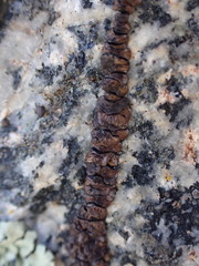 Rhizocarpales