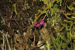 Comparettia