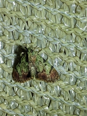 Epipaschia superatalis