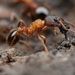Myrmica incompleta - Photo (c) Thomas Barbin, some rights reserved (CC BY-NC), uploaded by Thomas Barbin