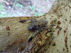 Steirastoma histrionicum