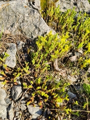 Sedum acre