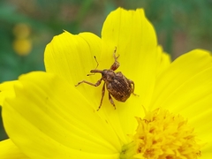 Phelypera distigma image