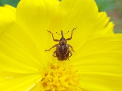 Phelypera distigma