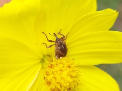 Phelypera distigma