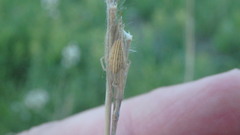Larinia borealis
