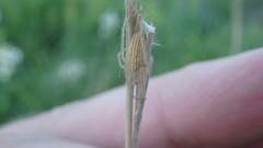 Larinia borealis