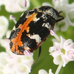 Anthrenus scrophulariae