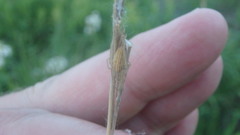 Larinia borealis