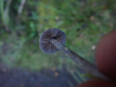 Thaxterogaster rhipiduranus