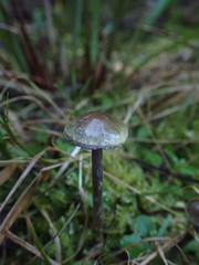 Thaxterogaster rhipiduranus