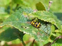 Alagoasa jacobiana