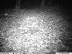 Philander opossum