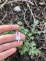 Dicentra pauciflora