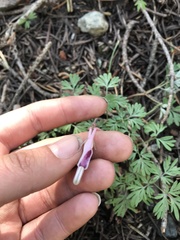 Dicentra pauciflora