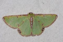 Eucyclodes buprestaria