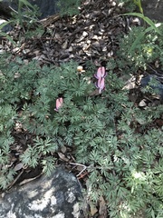 Dicentra pauciflora