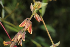 Crotalaria nitens