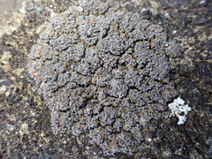 Fuscopannaria maritima