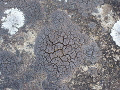 Fuscopannaria maritima
