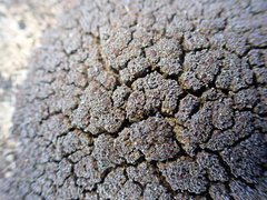 Fuscopannaria maritima
