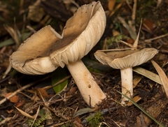 Amanita diemii