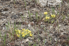 Physaria didymocarpa