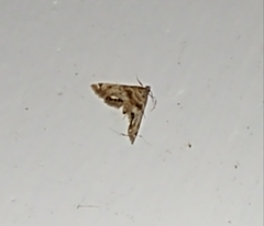 Petrophila fulicalis