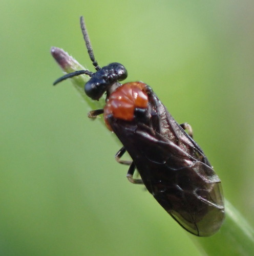 Eutomostethus ephippium nuotrauka