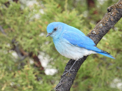 Mountain Bluebird (Sialia currucoides), photo 6
