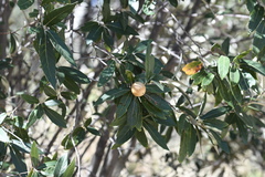 Quercus hypoleucoides