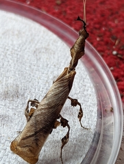 Phyllocrania