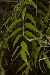 Griselinia ruscifolia