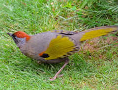 Trochalopteron melanostigma