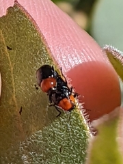 Cryptocephalus sanguinicollis