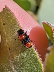 Cryptocephalus sanguinicollis