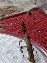Phyllocrania