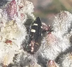 Acmaeodera prorsa
