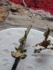 Phyllocrania