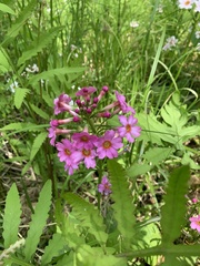 Primula japonica