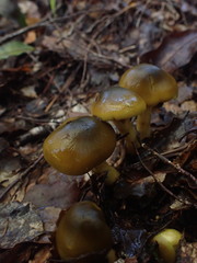 Cortinarius alienatus