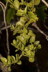 Notanthera heterophyllus