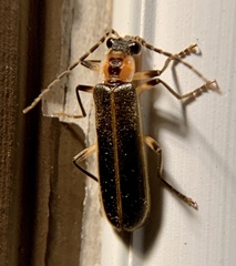 Podabrus basillaris