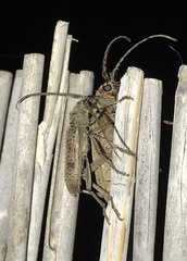 Brothylus gemmulatus