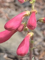 Penstemon floridus austinii