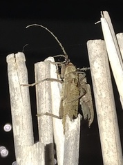 Brothylus gemmulatus